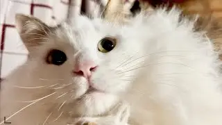 Реакция кошек без собак