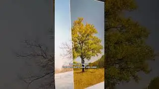 Before After Widget for Elementor