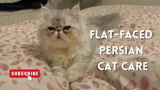Flat-Faced Persian Cat Care