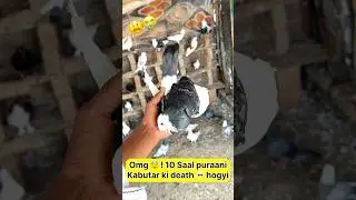 Bad news 😞 !! 10 saal puraani kabutar ki death ho gyi 😭 #shorts #viral #minivlog