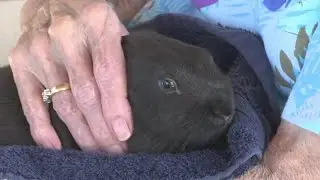Upstate assisted living facility brings in therapy bunnies for residents