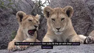 Young Lions: The Playful Prowlers of the Savanna&mdash;Nature's Future Predators!