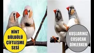 Hint Bülbülü Çiftleşme Sesi Kuşlarınız Cosucak DİNLERKEN