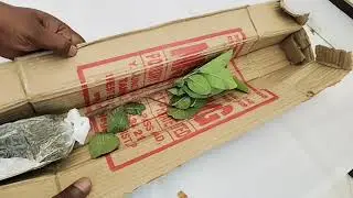अमरुद 1kg Size का VNR Guava Plant unboxing 