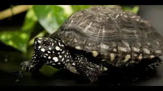 My pet turtle Blaze #turtle #usa #youtube  @myworld_007