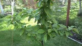 MOV03351