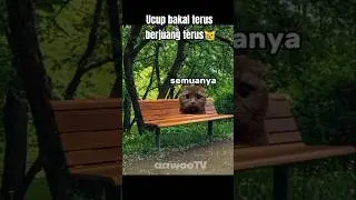 😿.. #cat #kucing #comedy #subscribe #meme #bome #funny #lucu