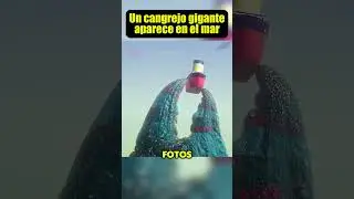 Un cangrejo gigante aparece en el mar 😱