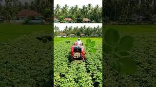 Potato🥔🥔🥔🥔🥔Harvest🚜 Hightech Potato Harvest machine #potato#potatorecipes#potatosnacks #potatorecipe