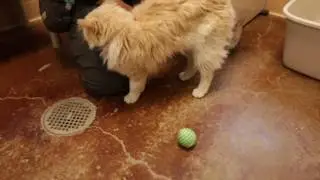 Training Tip Tuesday - Cat Behavior - Aggression