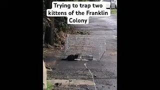 Using a drop trap to try to catch the two kittens at the Franklin location.