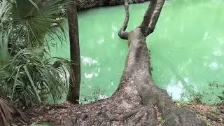 Live Oak Tree Stretches Over Jade Colored Spring at Green Springs Park! Enterprise, Florida 