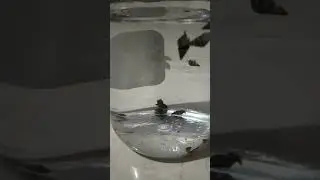 Assassin snail breeding | #shorts