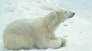 El oso polar u oso blanco