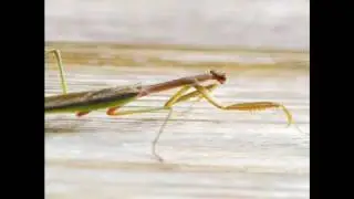 Bugs of Japan (by www.DomBower.com)