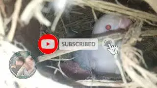 Opaline pale fallow babies | Alodriel SKL mini aviary