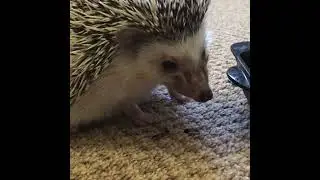 🐛 Bug buffet for Hedgehog #animals #shorts #hedgehog #youtube