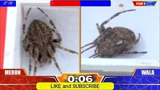10/31 F45 #spider #onlinesabong #sabonginternational #pitmaster