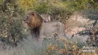 Naledi Cat-EYE March 21, 2019