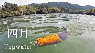 一人で楽しむ春のトップウォーターフィッシング