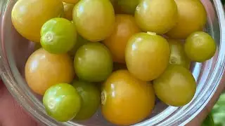 Found out that Ground Cherry is Super Food ‼️ #shorts