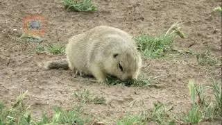 Spermophilus fulvus . Yellow Ground Squirrel . سنجاب زمینی