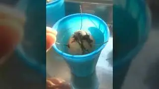 How I grew avocado from seed.
