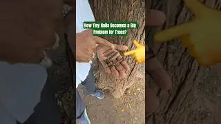 How Nails Harm Trees and a Simple Way to Help Them Heal!