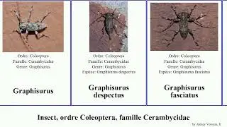 Insect, ordre Coleoptera, famille Cerambycidae monochamus plagiohammus phymatodes lissonotus miles