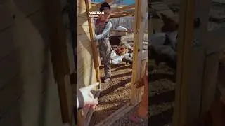 Kelly Osbourne Calls Sydney to Help Feed the Cows 🐄💙 #kellyosbourne #osbournefamily #shorts