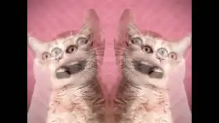 ANIMATED SPOOF MUSIC VIDEO NUMA CAT MIRROR AND OTHER 