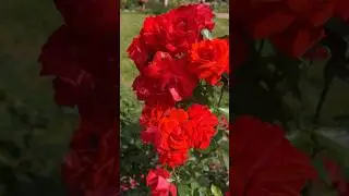 4k nature / roses / flowers   #roses #shorts #flowers