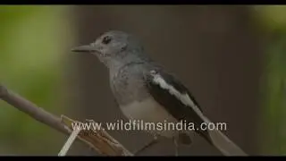 Oriental Magpie Robin - National bird of Bangladesh