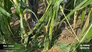 Evaluating Corn After a Hail Storm