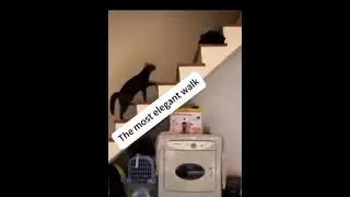 Приколы с ЖИВОТНЫМИ 🤣