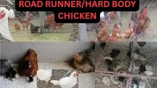 ROADRUNNER/HARDBODY CHICKEN PROJECT IN GWERU, ZIMBABWE 