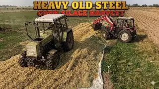 Corn silage harvest: 2024 - Central Poland