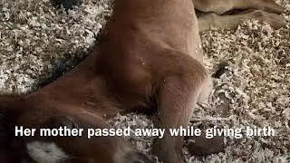 Orphan foal meets foster mare