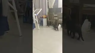 Late Night Zoomies