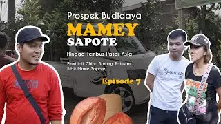 Diborong Pembibit Asal China, Prospek Budidaya Mame Sapote Hingga tembus Pasar Asia