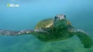 Шри Ланка  Таинственный остров  Супер фильм  National Geographic