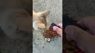 Mr Gatito has spoken #cat #stray #gato #meow #gingercat