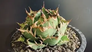 2022/12/18 agave titanota caesar 標本株/アガベ チタノタ シーザー