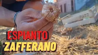 ZAFFERANO - L' Espianto 2022