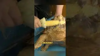 CRAZY Alligator Snapping Turtle Bite! 😯🔥🐢