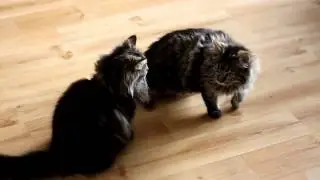 ❀✿ AyaAnny Cats video ❀✿ 21
