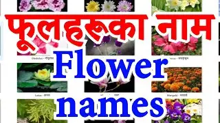 Names of FLOWERS in English and Nepali   फूलहरुको नाम