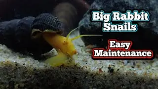 Big Rabbit snails | Easy to maintain | Beautiful snails and intersting facts | @rebelpets5121