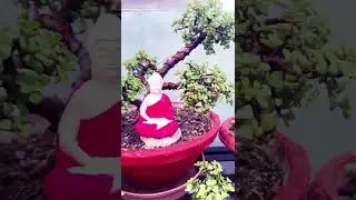 Jade collection || Jade Bonsai || How to make Jade topiary || @jazzlynsgarden6687