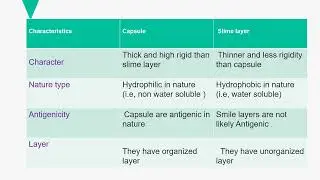 Difference between capsule and slime layer #capsule #slime layer #Difference #functions